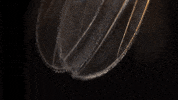 fruit fly 4k GIF by PBS Digital Studios