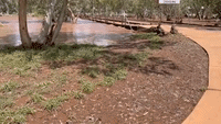 River Bursts Banks as Heaviest Rain in 20 Years Hits Alice Springs