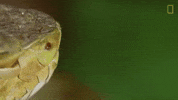 national geographic tongue GIF by Nat Geo Wild