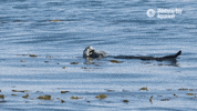 sea life ocean GIF by Monterey Bay Aquarium