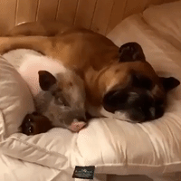 Pig and Pup Pals Snuggle Together for a Snooze