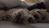 This Dog Takes Her Afternoon Naps Very Seriously