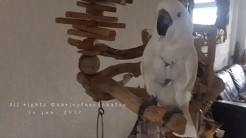 Curious Cockatoo vs Laser Pointer in a Battle for the Ages
