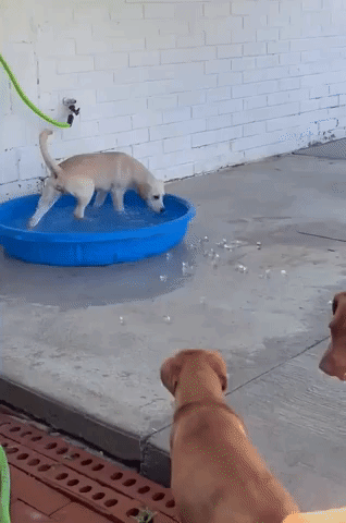 Pool Party for Adoption-Ready Pooches