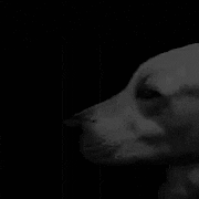 meme shush sybau ragebait rage bait GIF