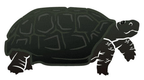 Gopher Tortoise Florida Sticker by Squatch and Siren