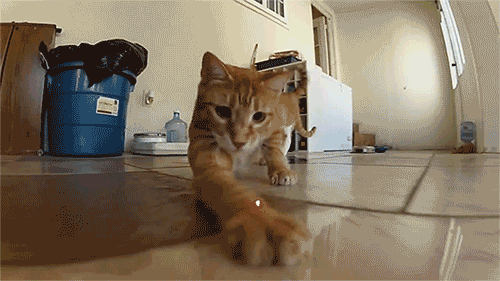 laser cat GIF