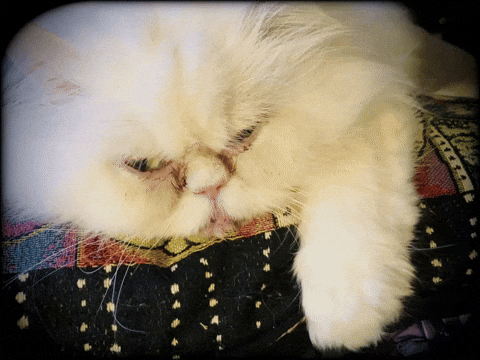 parkercross1 buck 51825 GIF