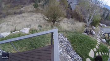 Bear-y Cute: Security Camera Captures Two Bears Playing in Front Yard