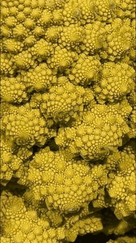 Simongip giphygifmaker GIF
