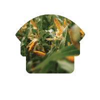 Sementes Agroeste Sticker by Agro Bayer