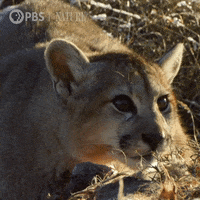 Pbs Nature Animales GIF by Nature on PBS