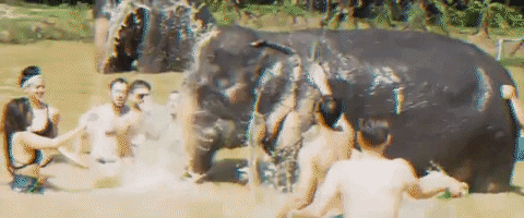 NowOrNeverTrips giphygifmaker nowornevertrips GIF