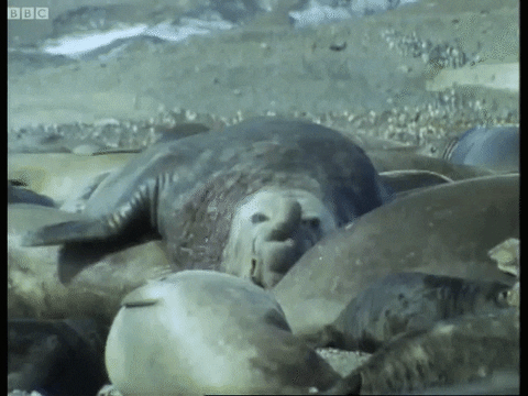 elephant seal GIF