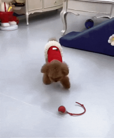 lehiyen222 giphyupload GIF