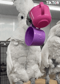 Tea Time Del GIF by TikTok Italia