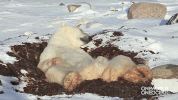 Polar Bears GIF
