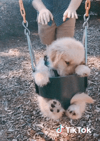 Dog Cc GIF by TikTok France