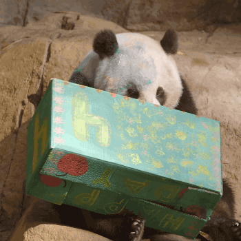 birthday panda GIF by San Diego Zoo