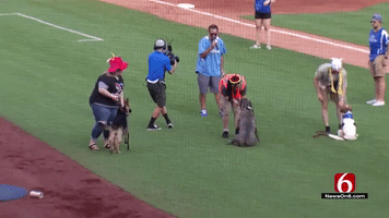 Tulsa Bark at the Park Takes a 'Ruff' Turn When Rogue Pup Chases Baseball Across Field