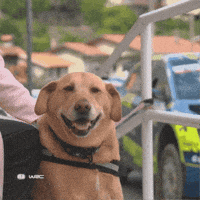 Dog Hello GIF by FIA World Rally Championship
