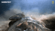 GIF by National Geographic Channel