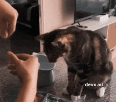 Cat Helping GIF by DevX Art