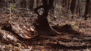 Excavator Heavy Equipment GIF by JC Property Professionals