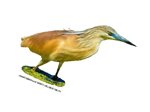 parcodeltapo giphyupload nature bird bike Sticker