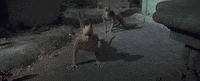 Cats 2019 GIF by Vulture.com