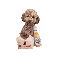 Dog Beer Sticker by victoriacatwalkdog