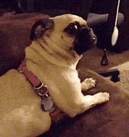 pug gifmedogs GIF by Rover.com