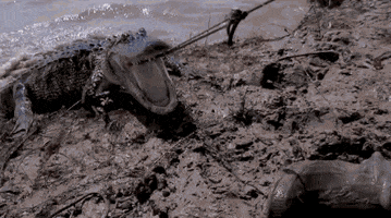 swamp people reaction gif GIF