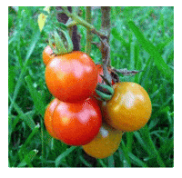 plum GIF