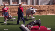 Nbc Pig GIF by America's Got Talent