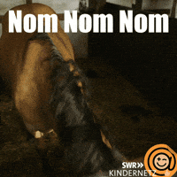 Happy Horse GIF by SWR Kindernetz