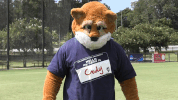 csucougars cody cougar GIF