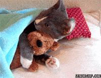 Video gif. A gray cat lies under a light blue blanket with its forepaws around a teddy bear. As the cat looks at us, it hugs the bear tight.