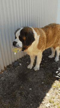 dogs aww GIF