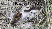 Mouse Eating GIF by U.S. Fish and Wildlife Service