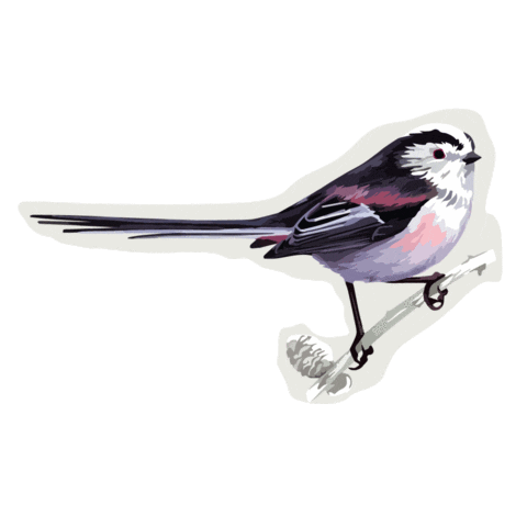 Long-Tailed Tit Bird Sticker by RSPB