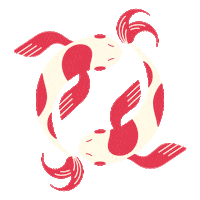 Koi Pond Swimming Sticker