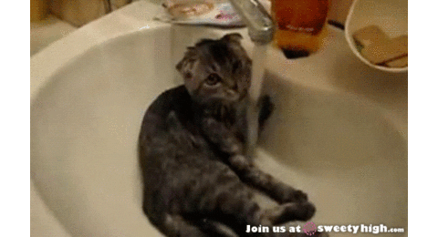 franfalsoni giphyupload GIF