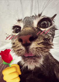 Rose Love GIF