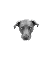 Dog Fitness Sticker by MadePossiblePT