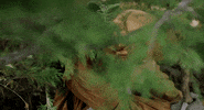Surprise Bear GIF by Gunpowder & Sky