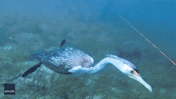 Diver Gets Cormorant for Company as Bird Swims by During Hunt