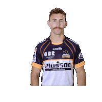 Rugby Brumby Sticker by BrumbiesRugby