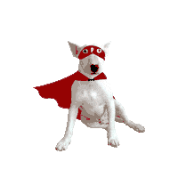pherroes dog book libro perros Sticker