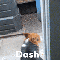 Corgi Dash GIF